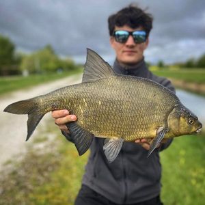 Common Bream