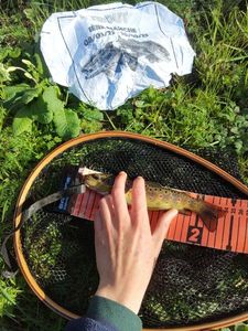 Brown Trout