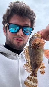 Brown Scorpionfish