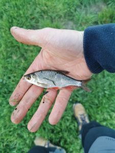 Roach