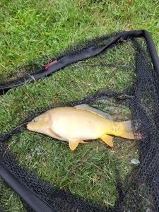 Leather Carp