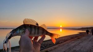 European Perch