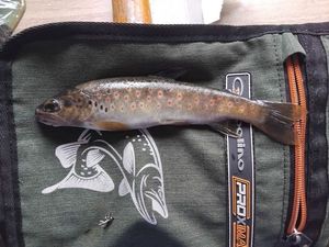 Brown Trout