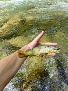 Brown Trout