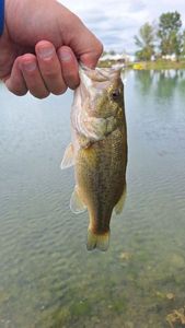 Largemouth Bass
