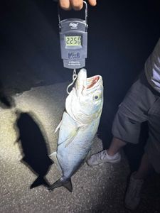 Bluefish