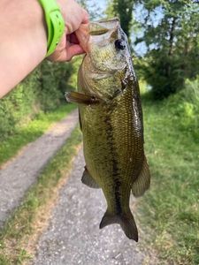 Largemouth Bass