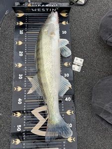 Zander