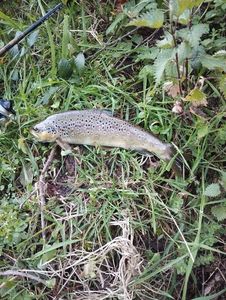 Brown Trout