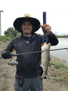 Indian Threadfin