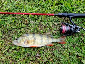 European Perch