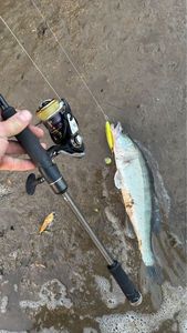 Zander
