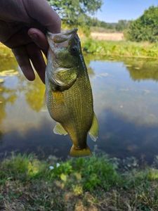 Largemouth Bass