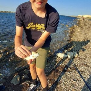Gilthead Seabream