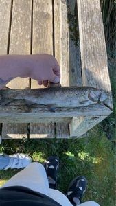 Rainbow Trout