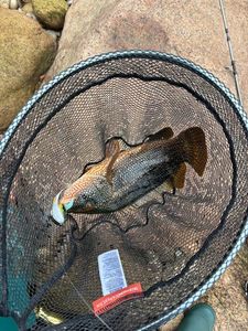 Ballan Wrasse