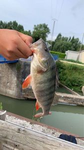European Perch