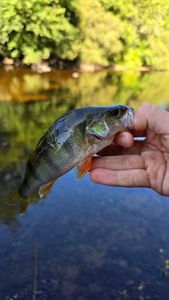 European Perch