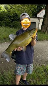 Tench