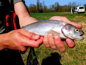 Rainbow Trout