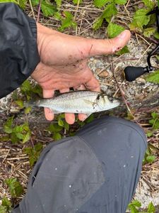 European Bass (Seabass)