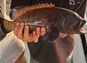 Peacock Grouper