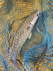 Thicklip Grey Mullet