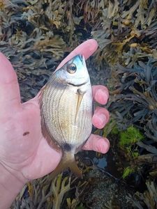 Common Two-banded Seabream