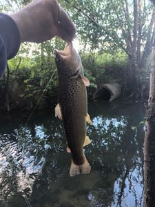 Brown Trout