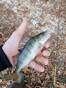 European Perch