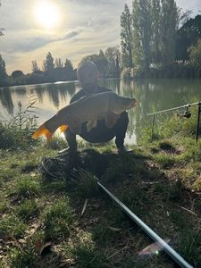 Common Carp