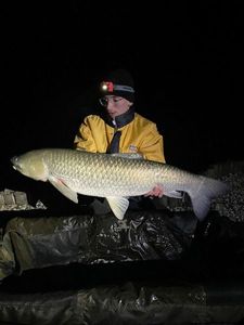 Grass Carp