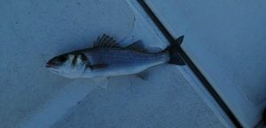 European Bass (Seabass)