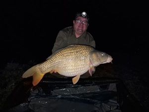 Common Carp