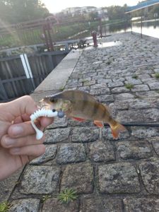 European Perch