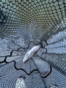 Rainbow Trout