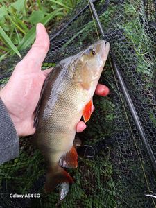 European Perch