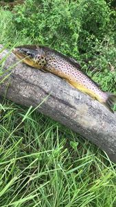 Brown Trout