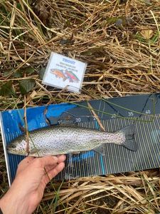 Rainbow Trout