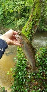 Rainbow Trout