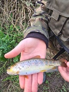 Brown Trout