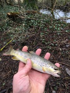 Brown Trout
