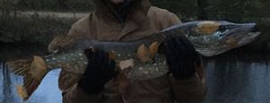 Northern Pike