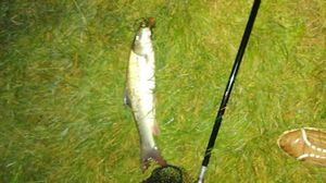 Flathead Grey Mullet