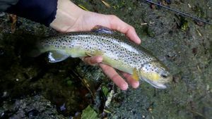 Brown Trout