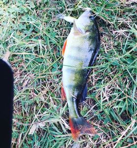 European Perch