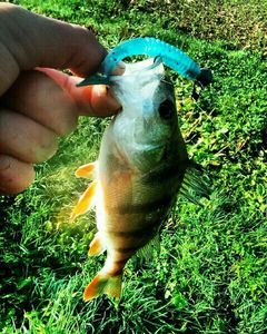 European Perch