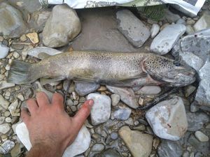 Brown Trout