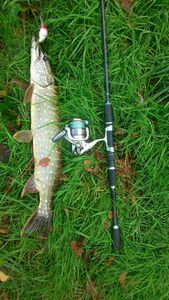 Northern Pike