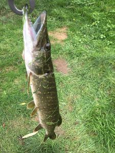 Northern Pike